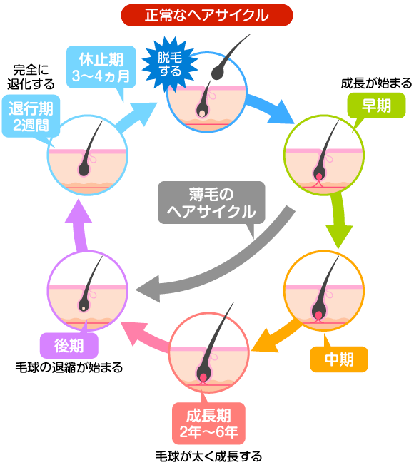 正常なヘアサイクル