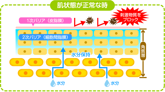 肌状態が正常な時