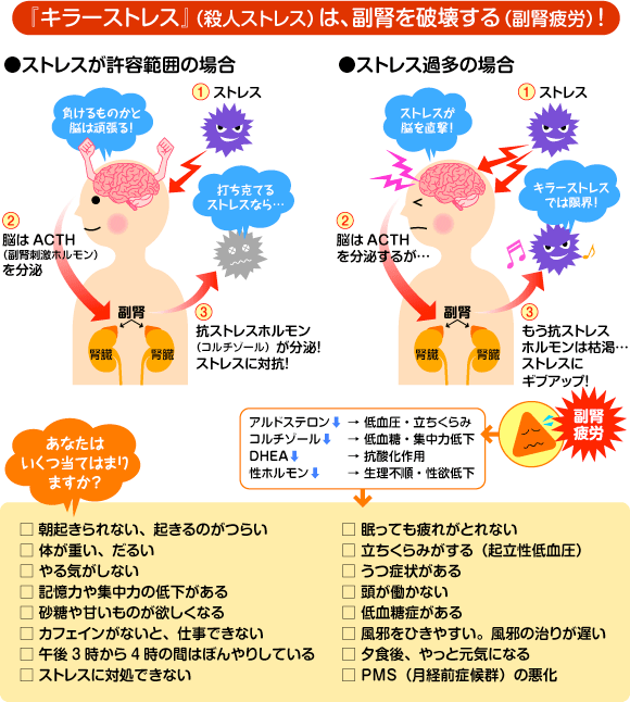 『キラーストレス』（殺人ストレス）は、副腎を破壊する（副腎疲労）！