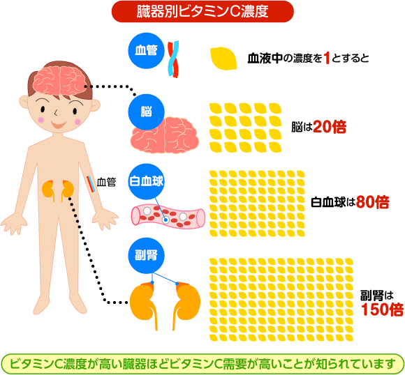 臓器別ビタミンC濃度