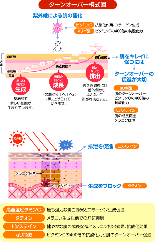 ターンオーバー模式図