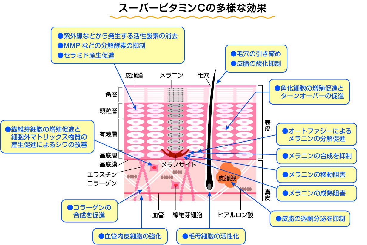 スーパービタミンCの多様な効果