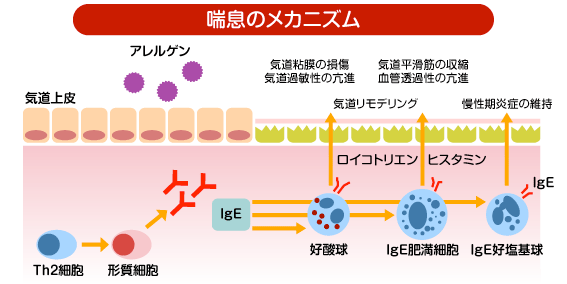 喘息のメカニズム