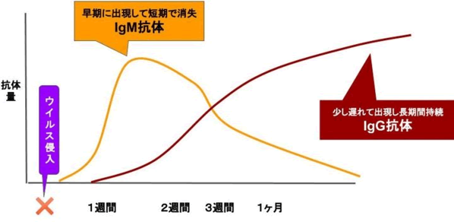 新型コロナウイルス抗体検査