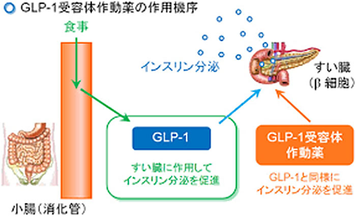 GLP-1 受容体作動薬とは?