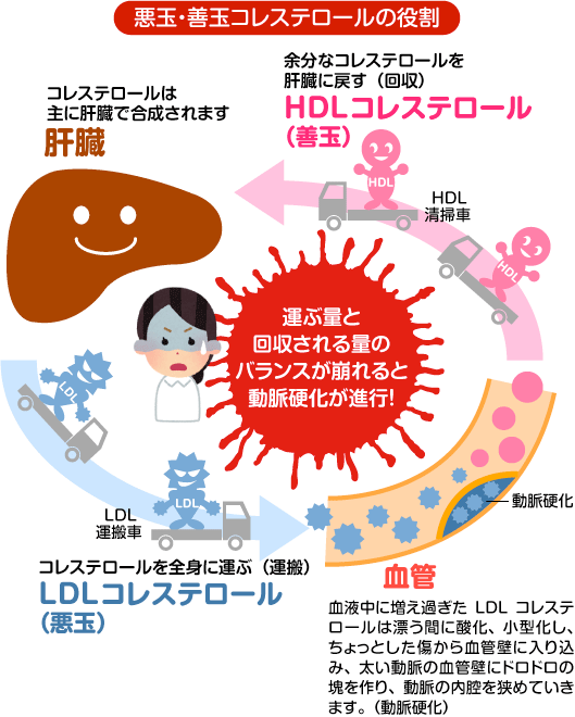 善玉・悪玉コレステロールの役割