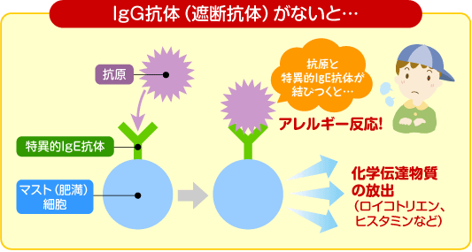 図版：減感作療法でIgG（遮断）抗体がないと・・・