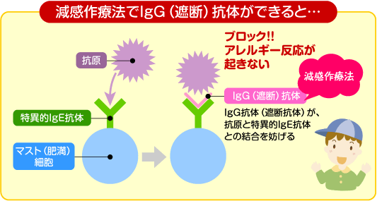 図版：減感作療法でIgG（遮断）抗体ができると・・・