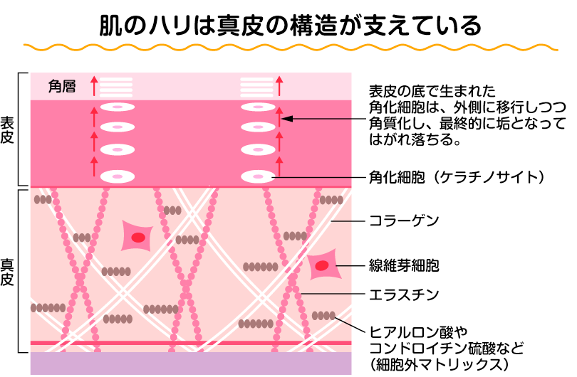 肌のハリは真皮の構造が支えている