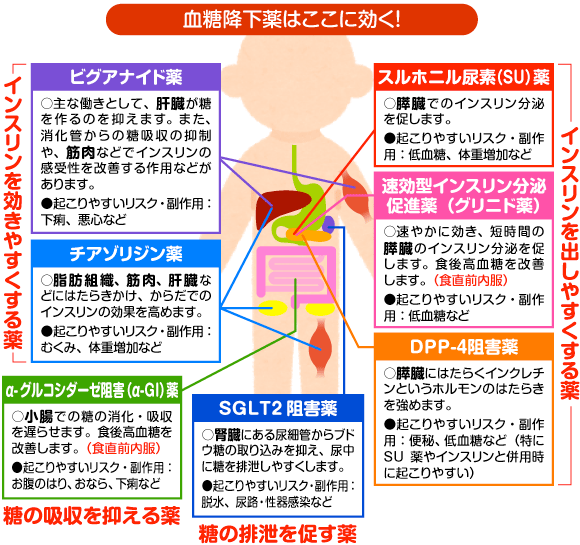 血糖降下薬は、ここに効く！